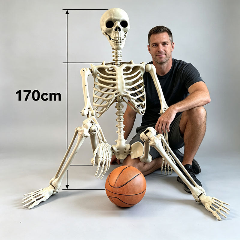 Human Size Skeleton
