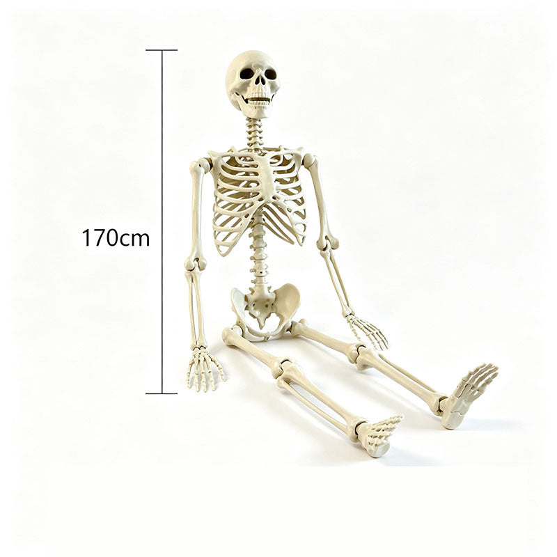 Human Size Skeleton
