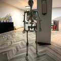 Human Size Skeleton