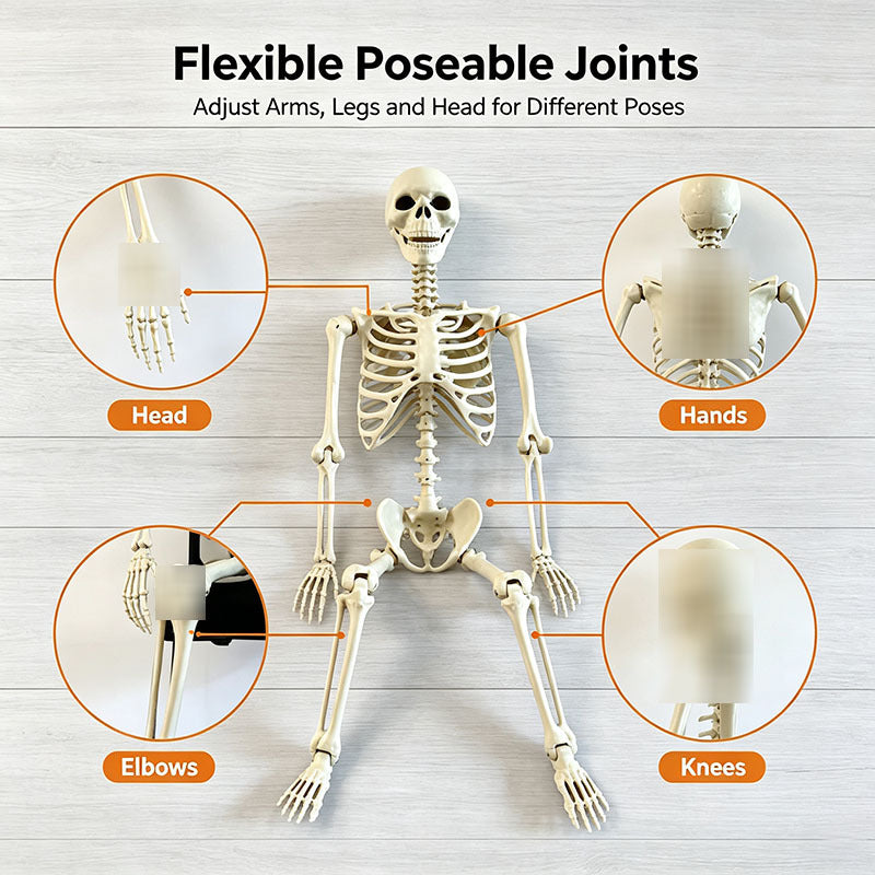 Human Size Skeleton